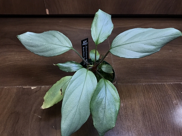 ホマロメナ Homalomena sp. Silver Kayu Hitam - 熱帯植物.com